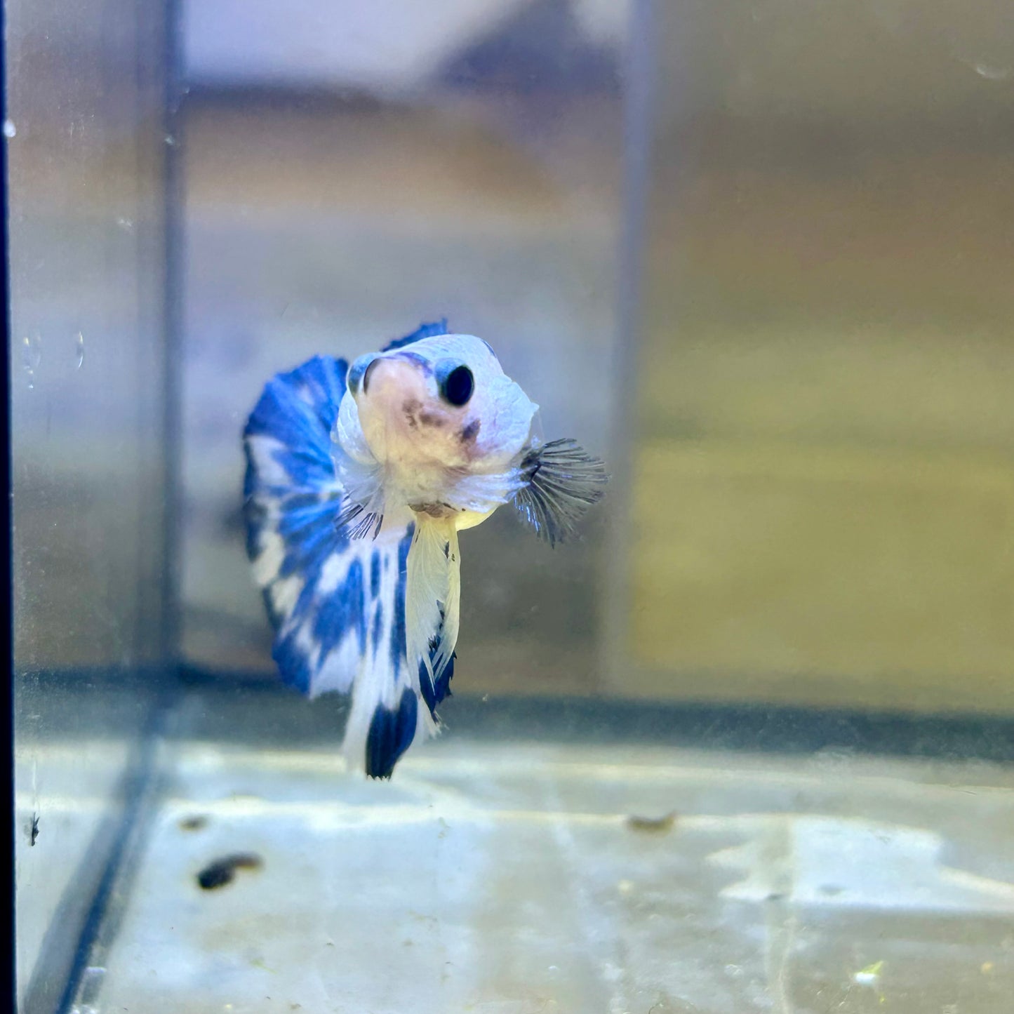 Blue Marble Halfmoon - Female Betta 141