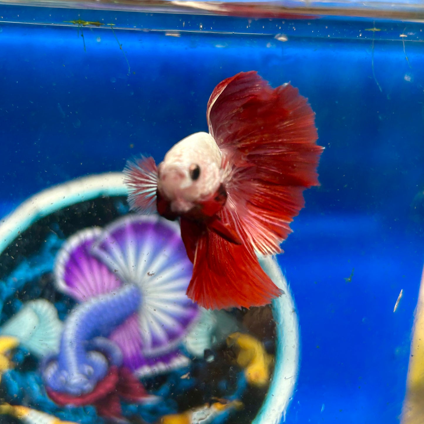 Red Dragon Halfmoon - Male Betta 021