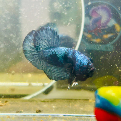 Avarta Steel Gray Plakat - Male betta 087