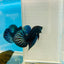 Betta Mahachai Grey Spade Tail Male #MA18