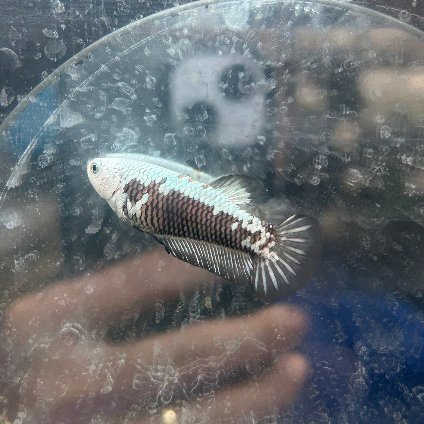 Betta Female Plakat Black Mamba Samurai #D13