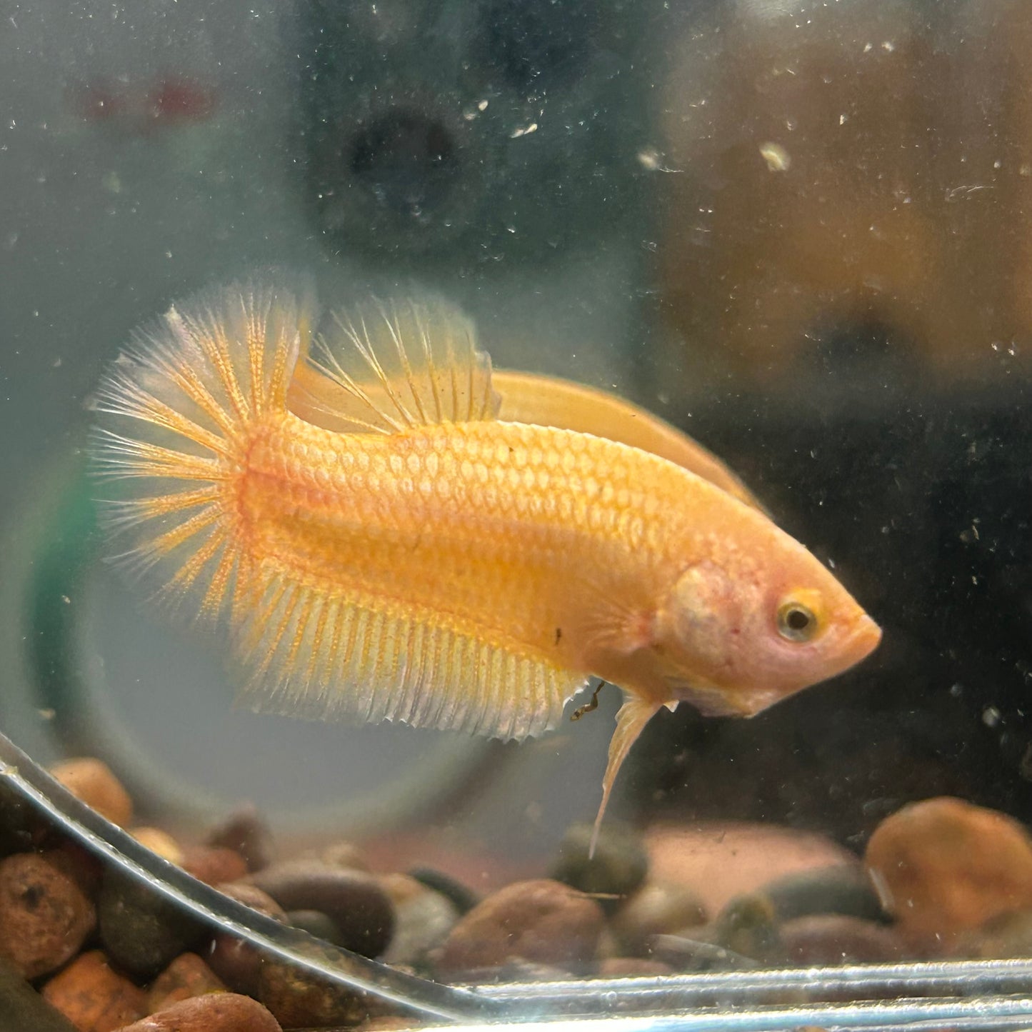 Gold Vanda Plakat - Female Betta 150