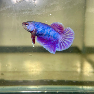 Purple Pink Halfmoon - Female betta 106