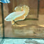 Yellow Dragon Plakat - Male betta 168