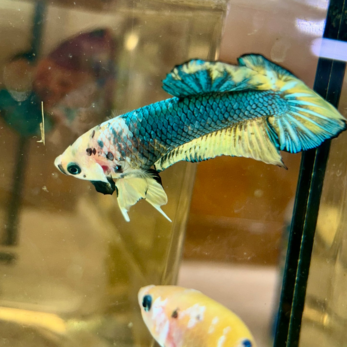 Giant Yellow Koi Plakat - Male Betta BO 4.5cm 155