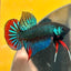 Wild Imbellis Green - Male Betta 027