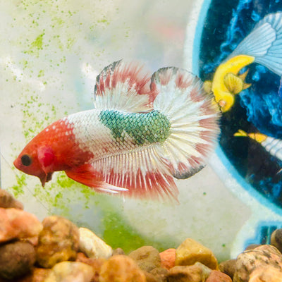 Orange Fancy Copper FCCP - Male Betta 199