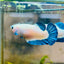 Female Betta Plakat  Blue Rim #101