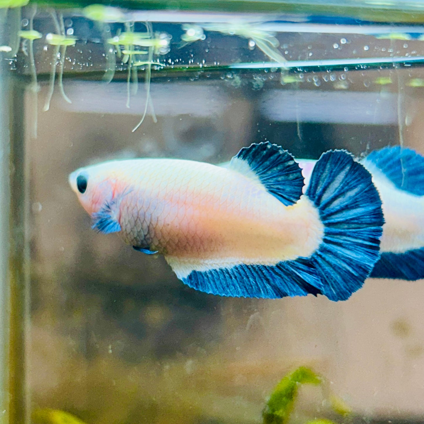 Female Betta Plakat  Blue Rim #101
