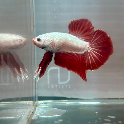 Red Dragon Plakat - Male Betta A100