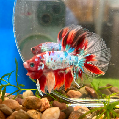 Koi Red Halfmoon - Male Betta 004