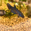 Blue Wild Mahachai - Female Betta A01