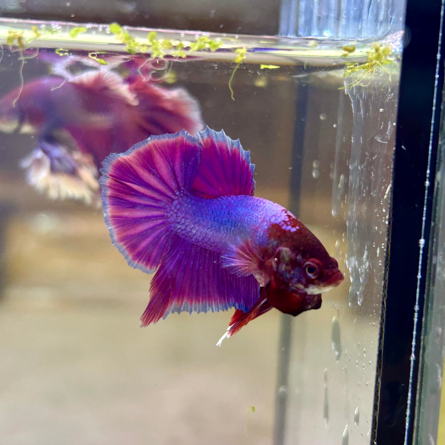 Purple Pink Plakat- Male Betta PM2