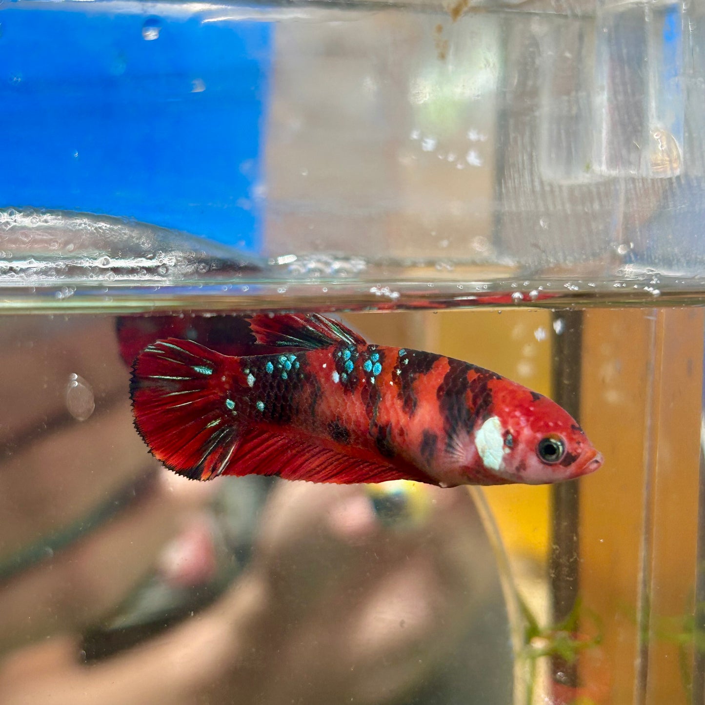 Koi Red Galaxy Plakat - Female Betta 112