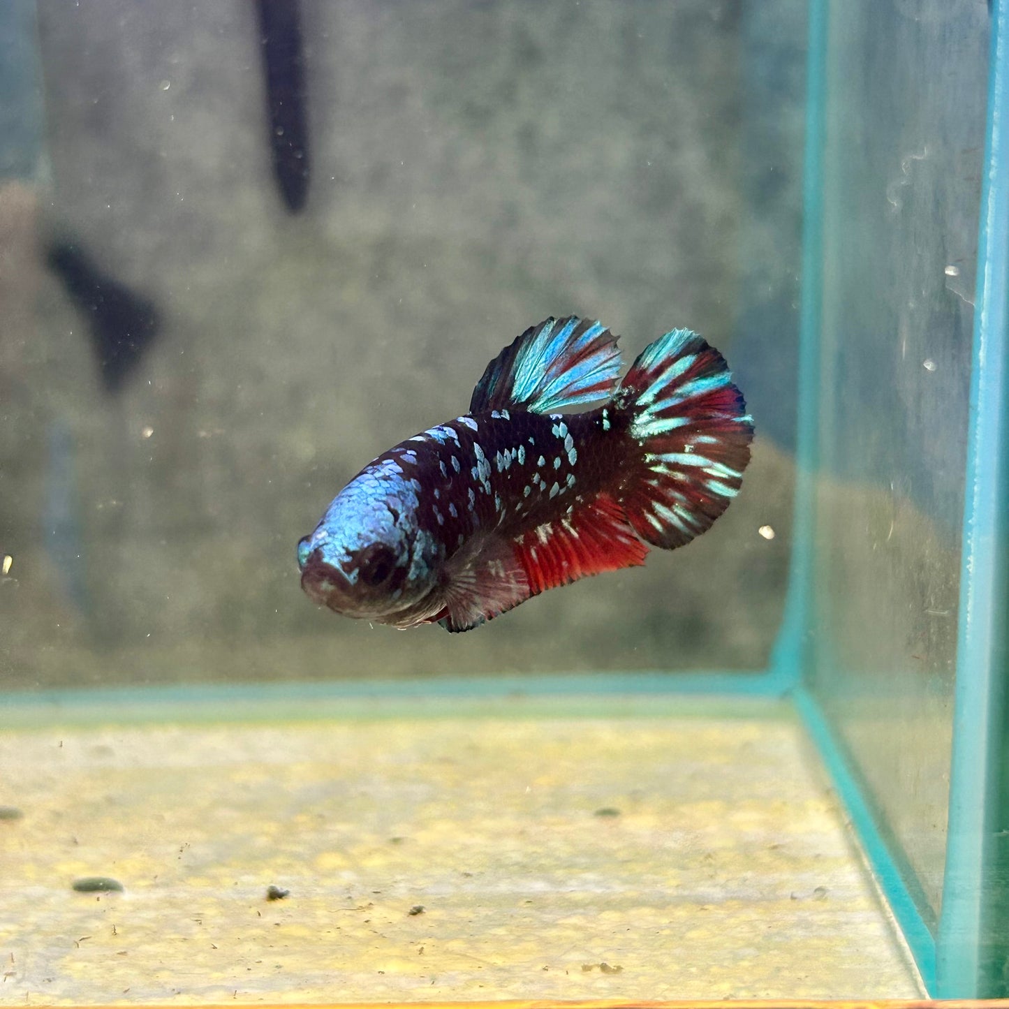 Nebula Avarta Plakat - Female Betta 040