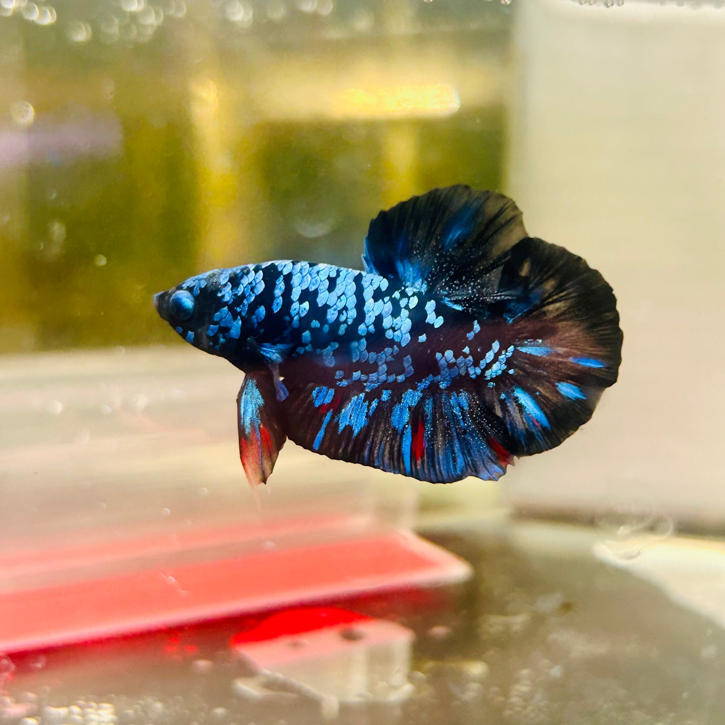 Plakat Avarta Nebula Male Betta #M107
