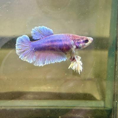 Blue Feather Tail - Female betta 042