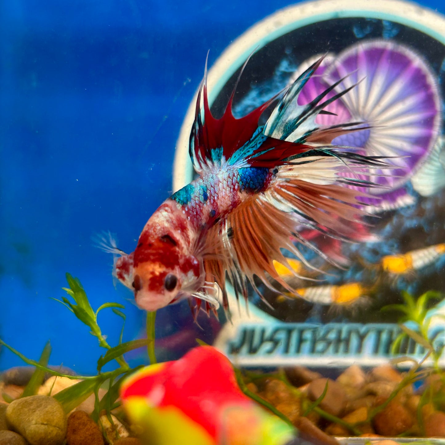 Multicolor Koi Crowntail - Male Betta 137