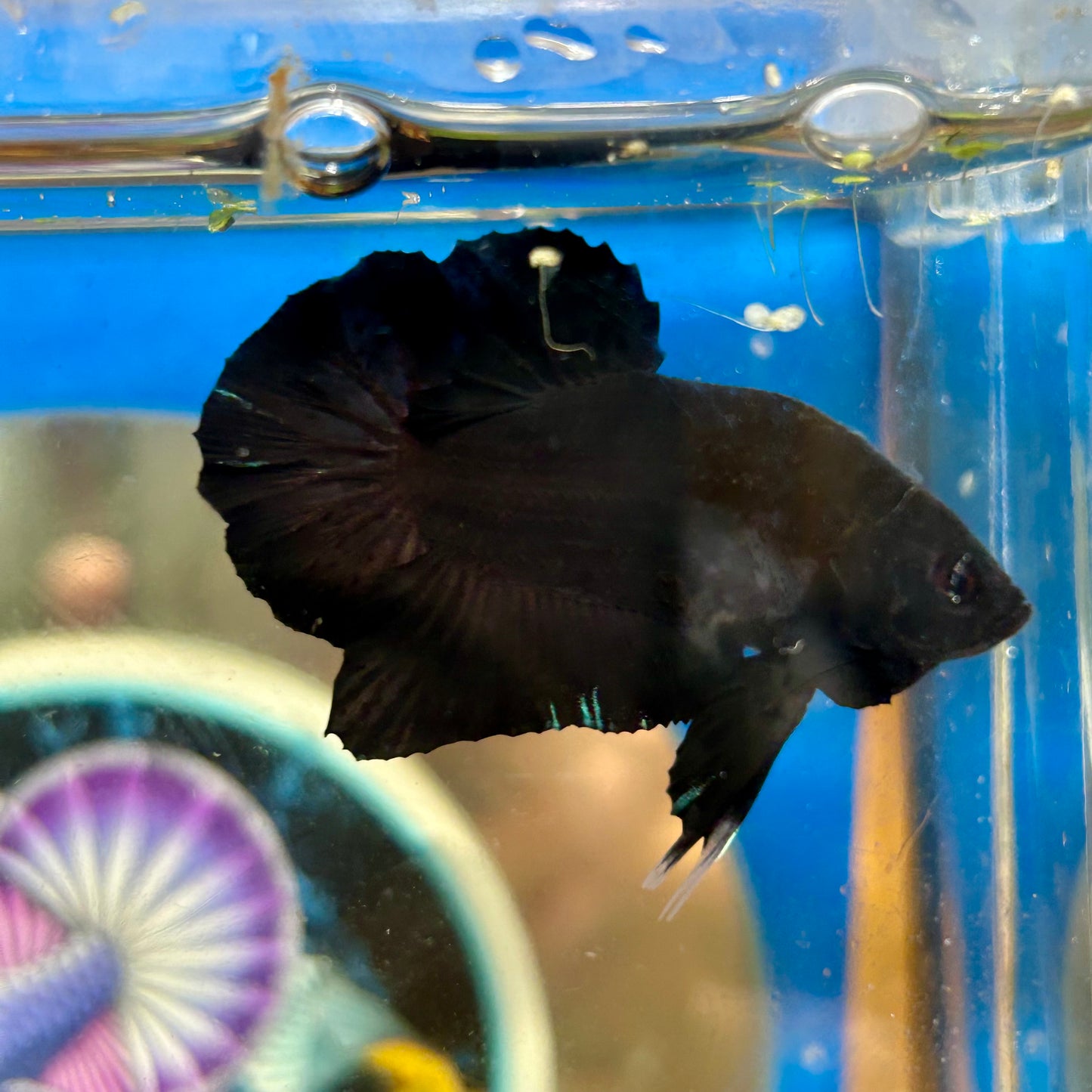 Super Black Plakat - Male Betta 100