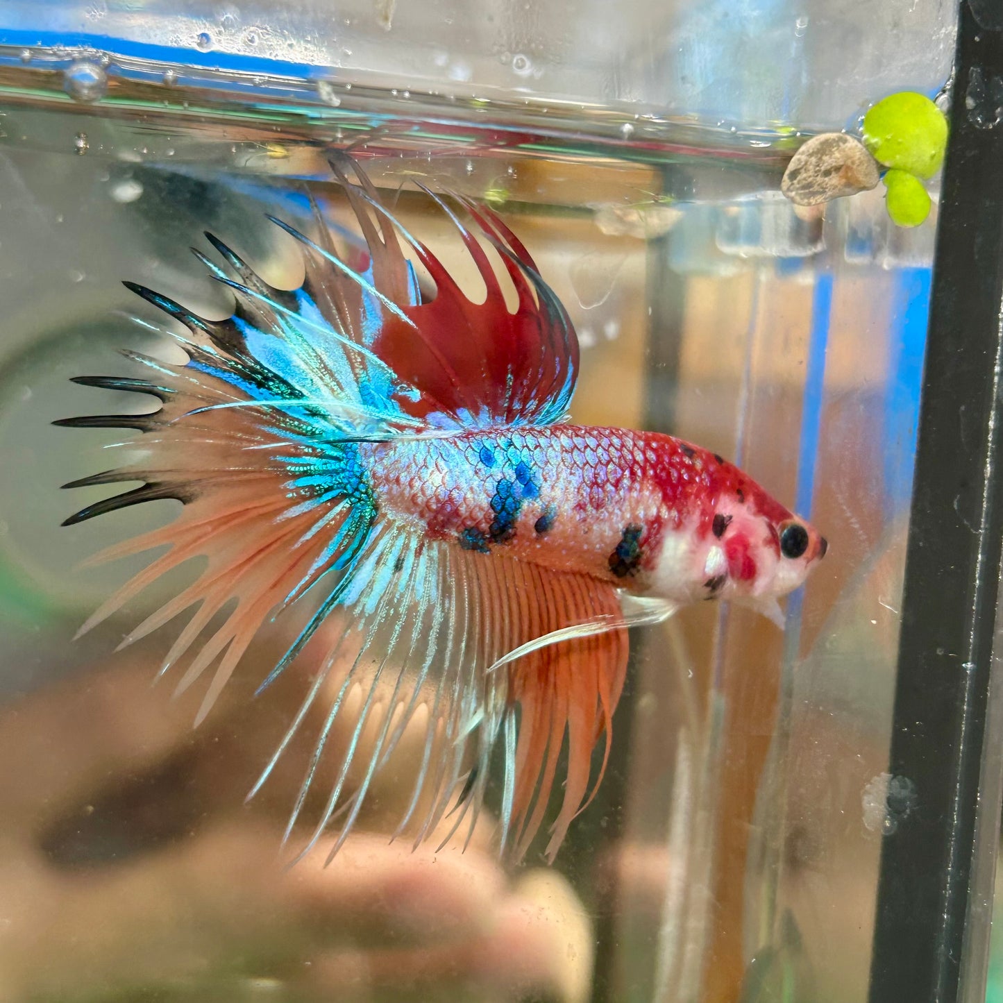 Multicolor Koi Crowntail - Male Betta 129