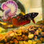 Avarta Vampire Plakat - Female betta 180