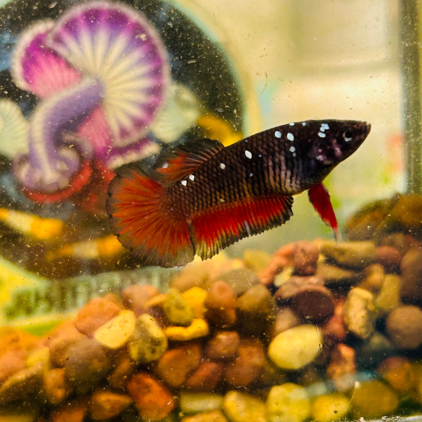 Avarta Vampire Plakat - Female betta 180