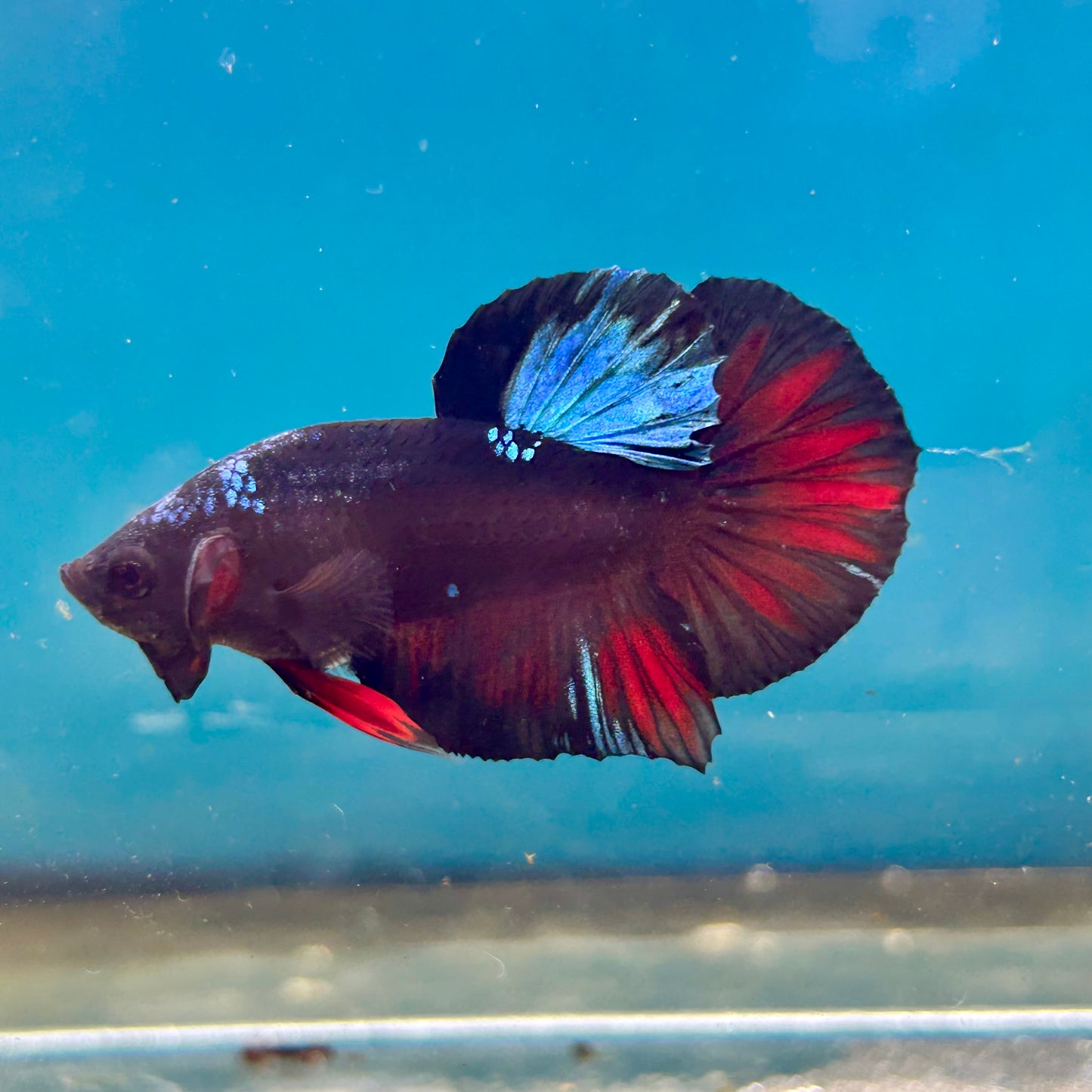Avarta Nebula Plakat - Male Betta 122