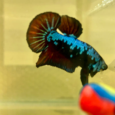 Blue Samurai Plakat - Male betta 151