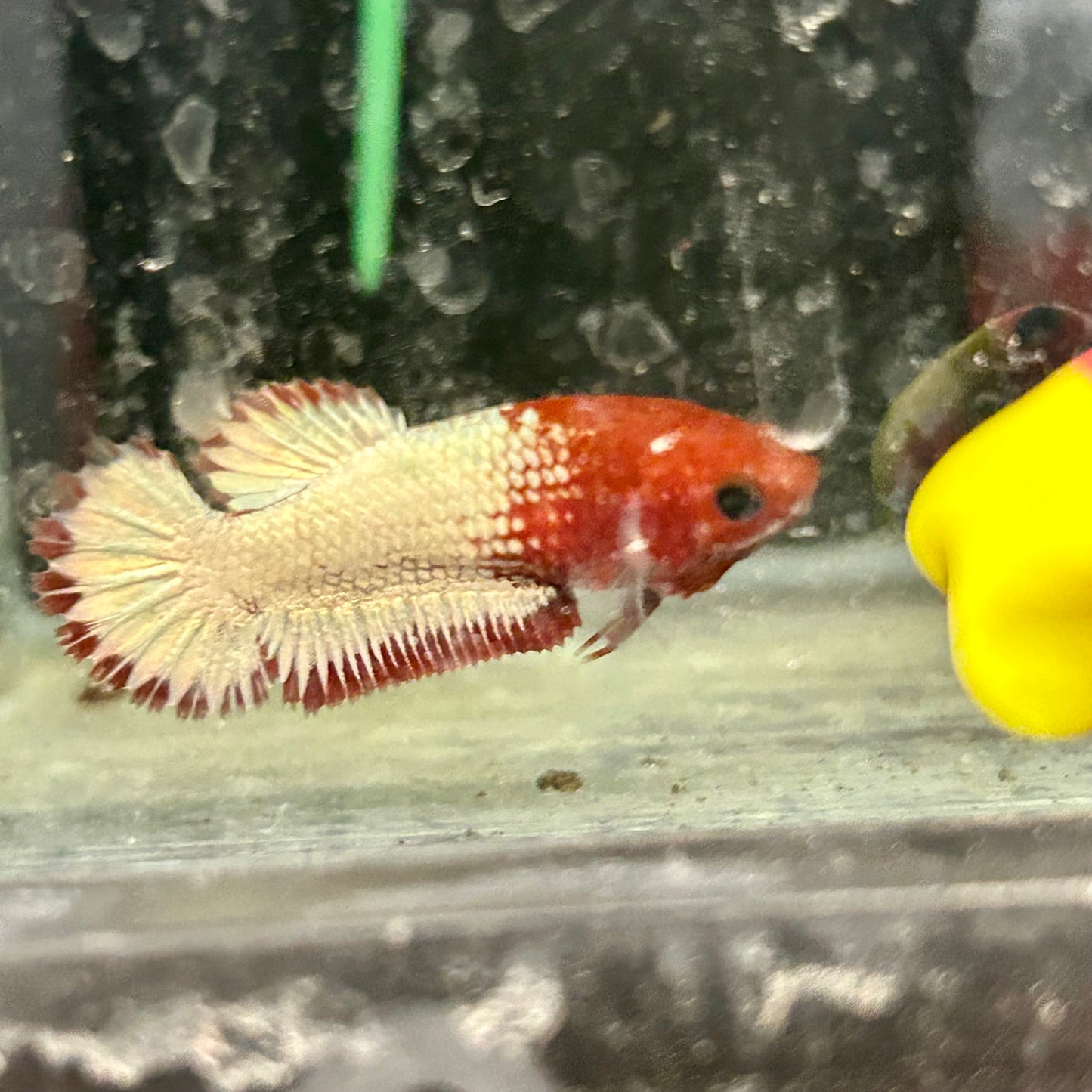 Red Fancy Copper Plakat - Female Betta A88