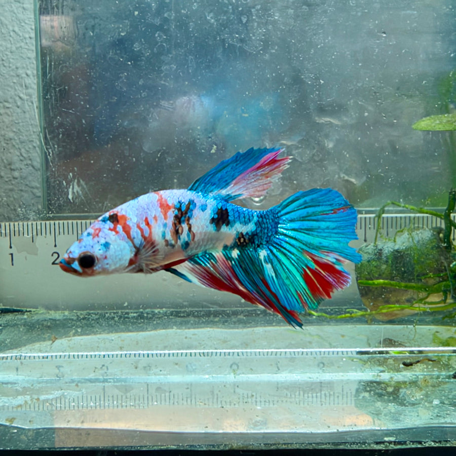 Halfmoon Red Koi Snow Female Betta #Jul19