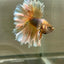 Yellow Pineapple Feather Tail- Male Betta 070