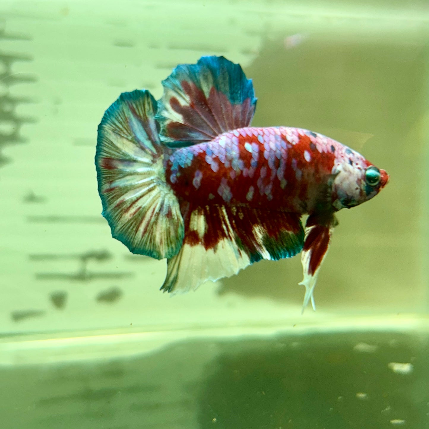 Red Snow Barongsai Plakat - Male Betta 184