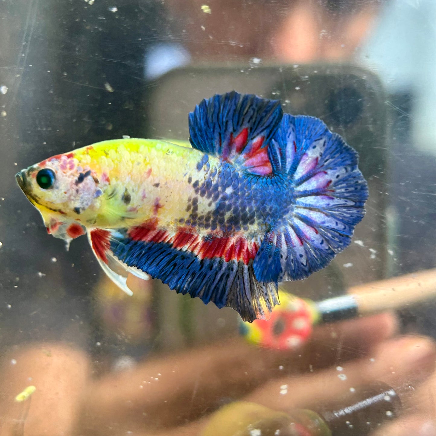 Multicolor Koi Neon Plakat - Male Betta 054