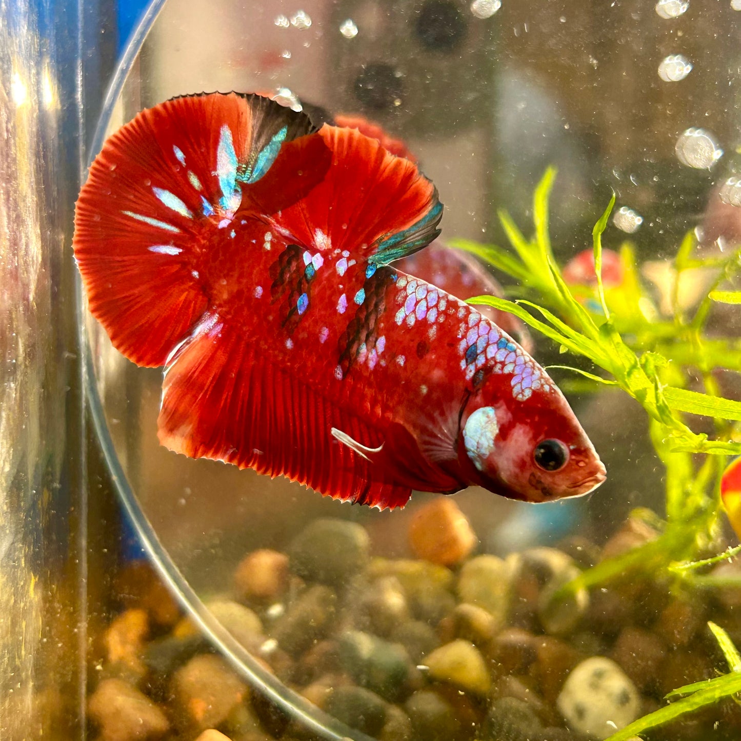 Red Koi Galaxy Plakat - Male Betta 056