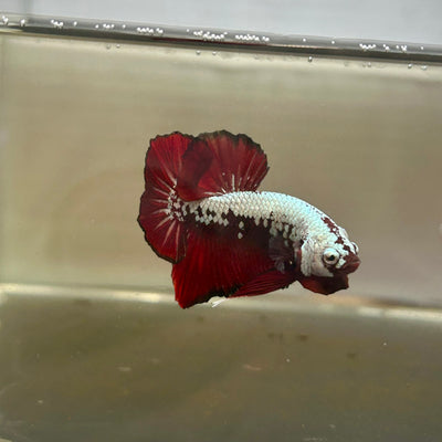 Blood Samurai Plakat - Male betta 185