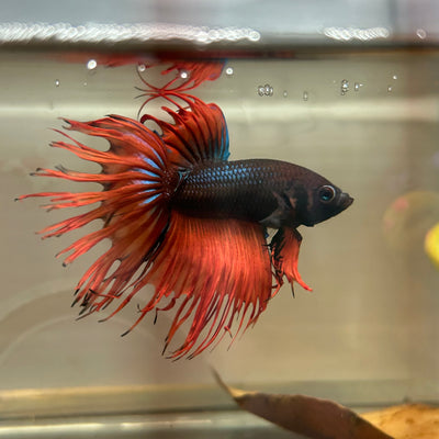 AOC Orange Crowntail - Male Betta 186