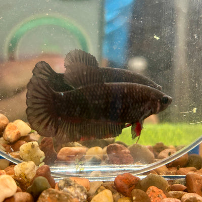 Black  Plakat - Female Betta 137