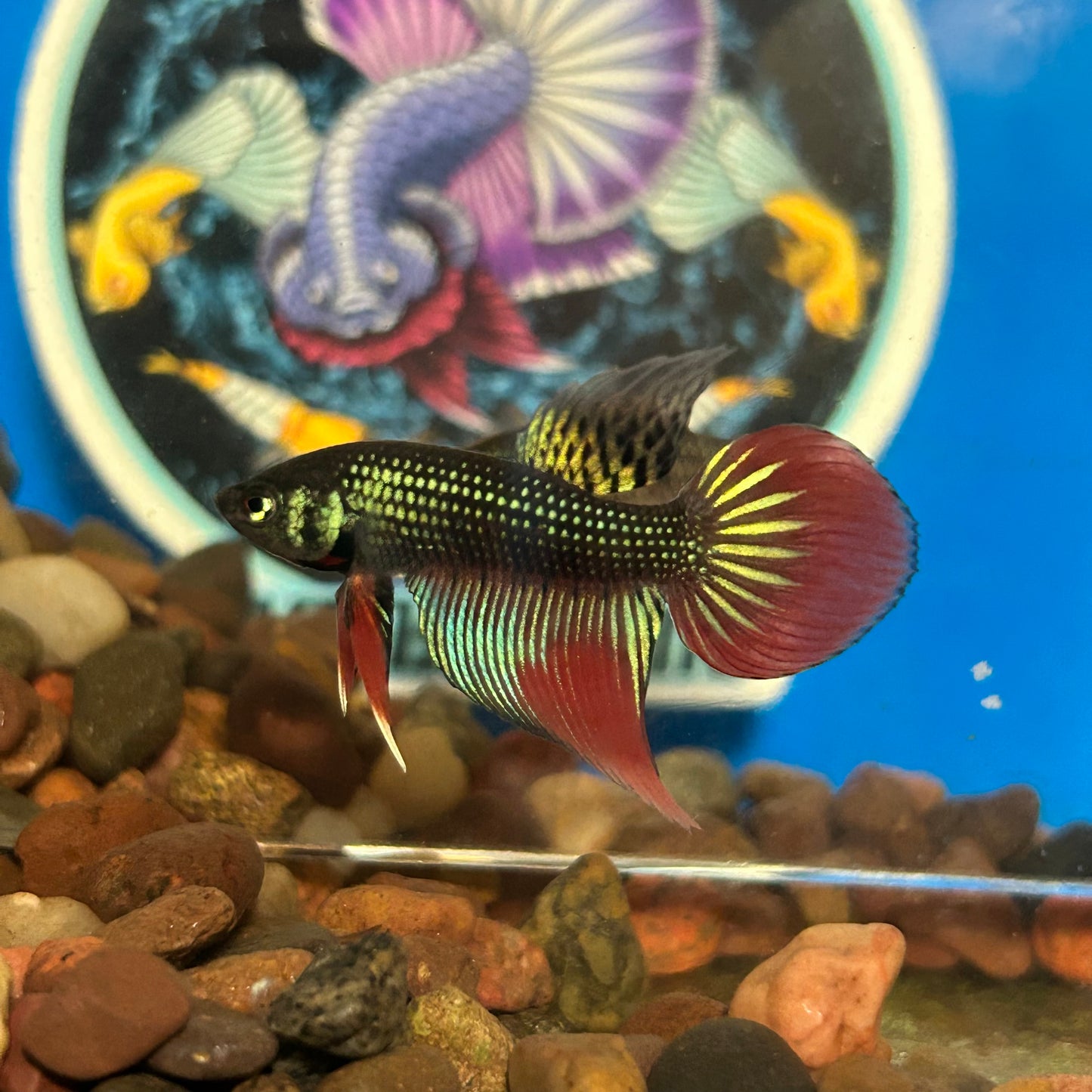 Wild Imbellis Long fins - Male Betta 050