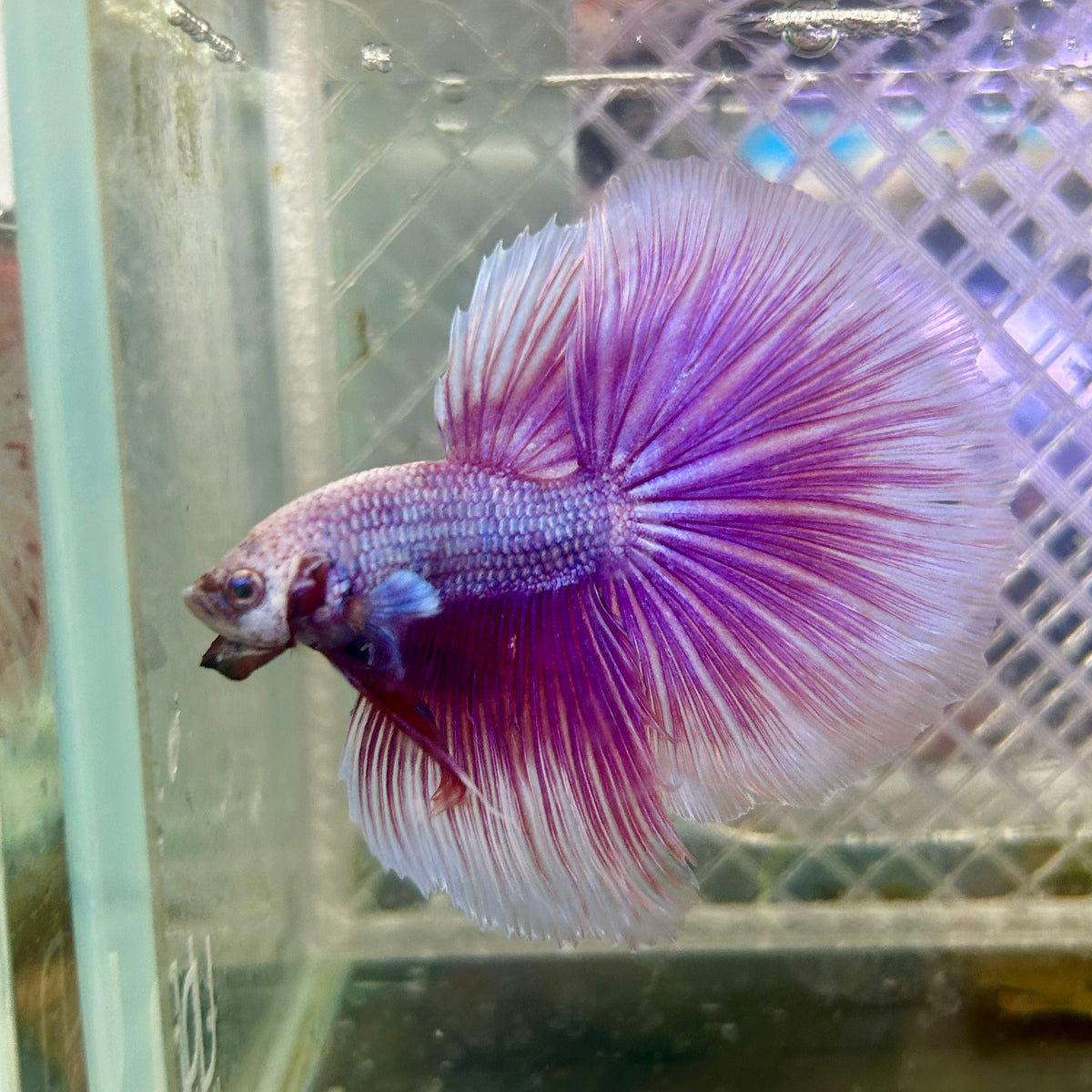 Halfmoon Purple Pink - Male Betta #153