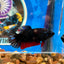 Avarta  Copper Plakat - Female Betta 113