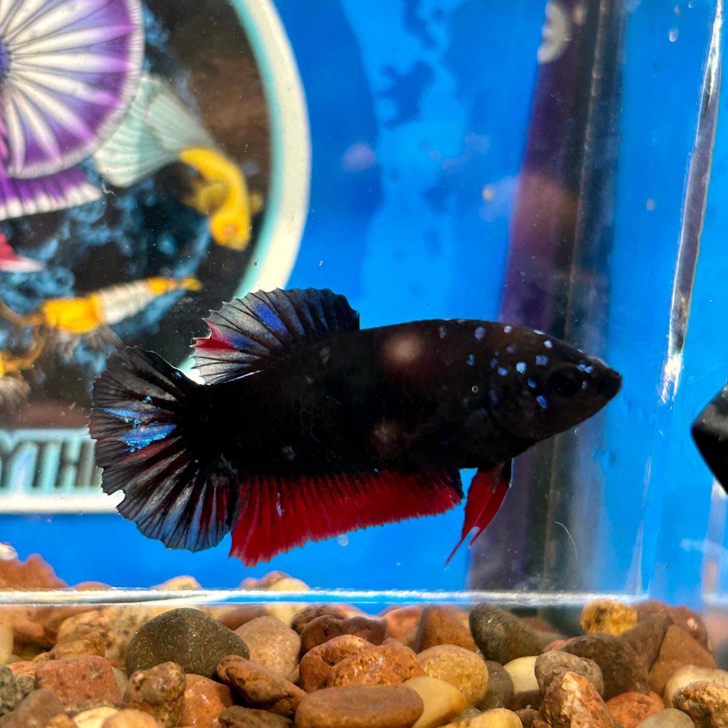 Avarta  Copper Plakat - Female Betta 113