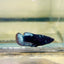 Avarta Black Light Plakat - Female betta 064