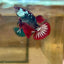 Red Mamba Plakat - Male Betta 179