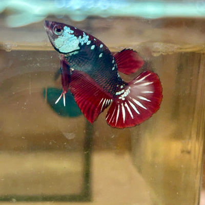 Red Mamba Plakat - Male Betta 179