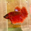 Red Fancy Halfmoon - Male Betta 024