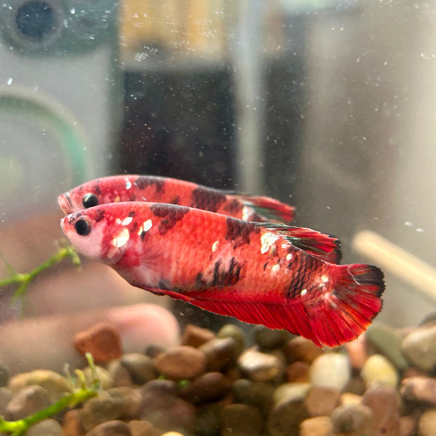 Koi Red Galaxy Plakat - Female Betta 112