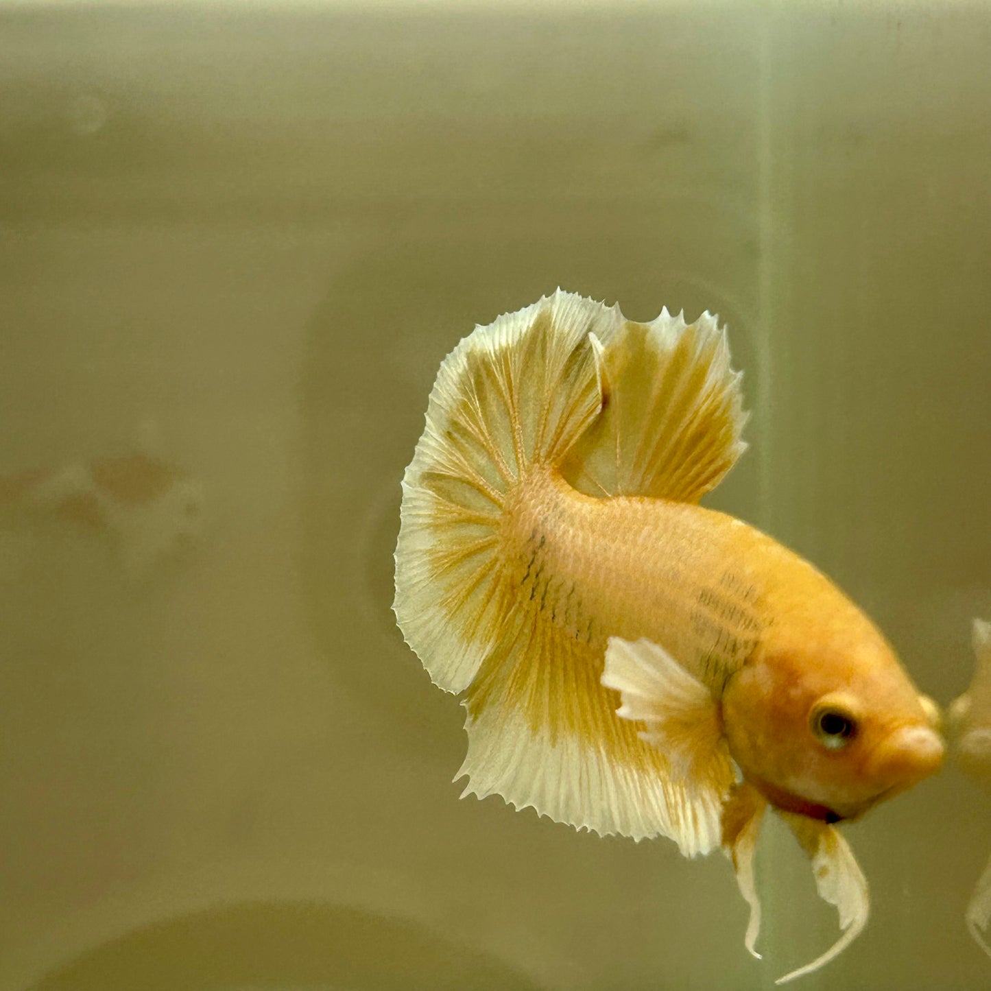 Dumbo Gold Vanda Plakat - Male Betta 055