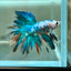 Multicolor Koi Halfmoon - Male Betta 114