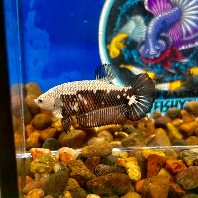 Black Mamba Samurai Plakat - Female betta 095