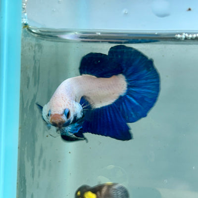 Blue Rim Plakat - Male Betta 142